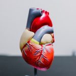 COVID-19 can cause vascular damage to the heart