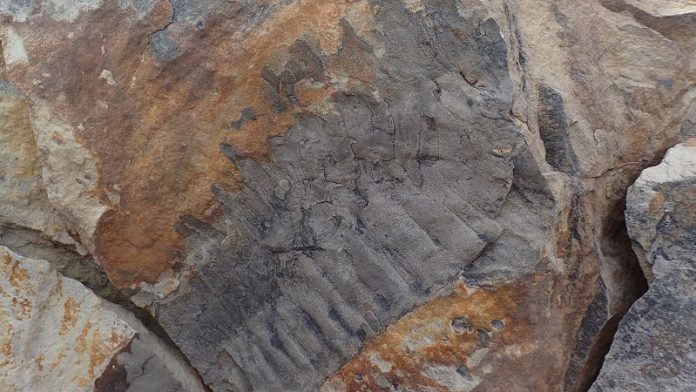 Millipedes as big as cars once roamed Northern England