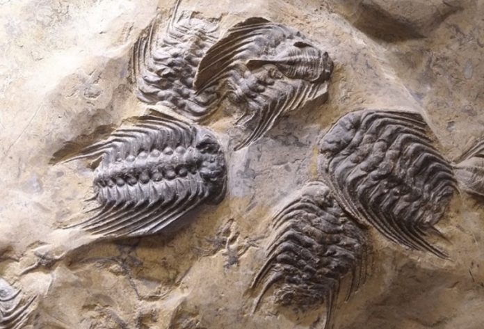 Two periods of volcanism caused severe mass extinction, shows study