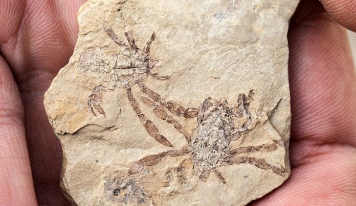 Researchers reveal crab’s-eye view of the ancient world