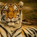 Be brave like a tiger: Lunar New Year explained