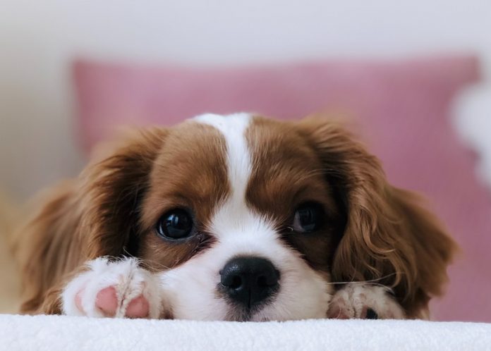 Does your dog care if you die