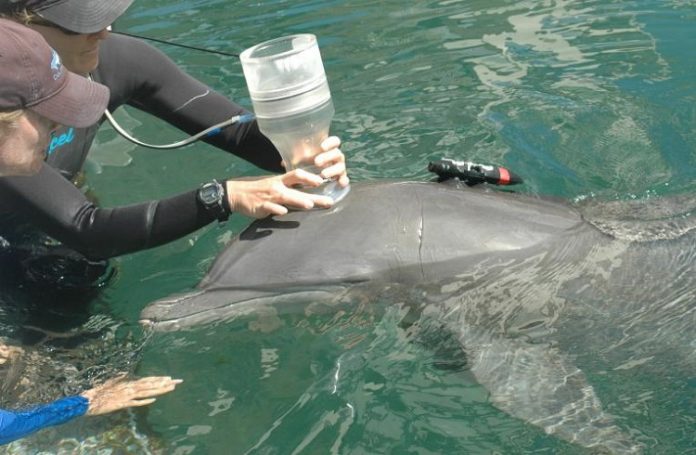 Scientists find better way to calculate fuel efficiency for dolphins