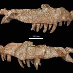 These fossils add a missing link to crocodile evolution