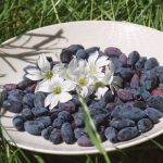 This fruit could hold the key to exercise endurance
