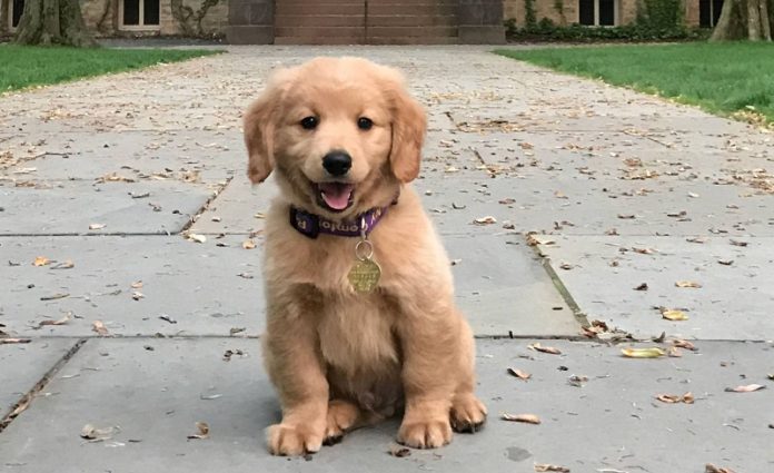 What is your dog’s lifespan You might be surprised