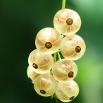 Indian gooseberry: best food for high blood cholesterol