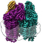 Methane-eating bacteria could convert greenhouse gas into fuel