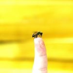Can you really die instantly from a single bee sting, as in ‘Bridgerton’?