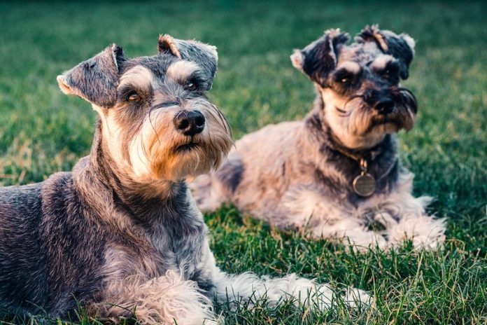 Chemicals in your dog or cat’s stool may threat your health