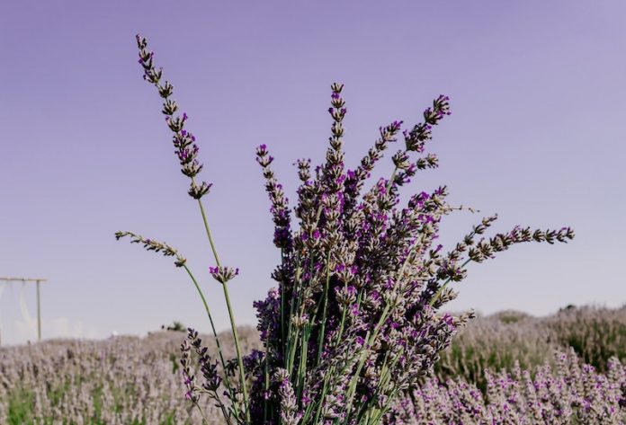 How herb medicines reduce high blood pressure