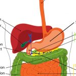 How to treat non-alcoholic fatty liver disease
