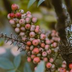This berry may protect you from cancer, diabetes, obesity