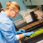 Why this plant virus is so powerful at fighting cancer