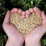 Plant-based diets may protect you from heart failure