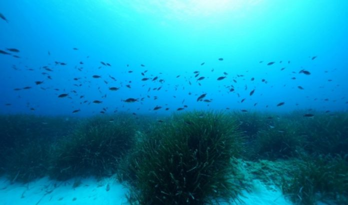 Scientists discover mountains of sugar under seagrass meadows