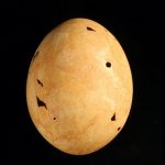 Scientists find ancient bird behind giant eggs ate by Australians around 50,000 years ago