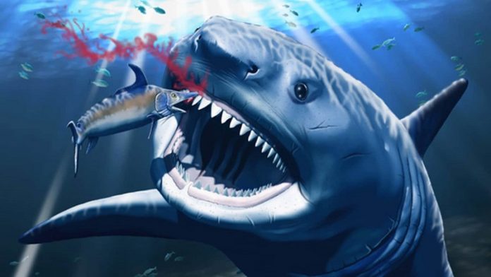 What caused this prehistoric shark’s massive toothache