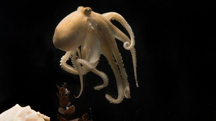 What causes the octopus death spiral