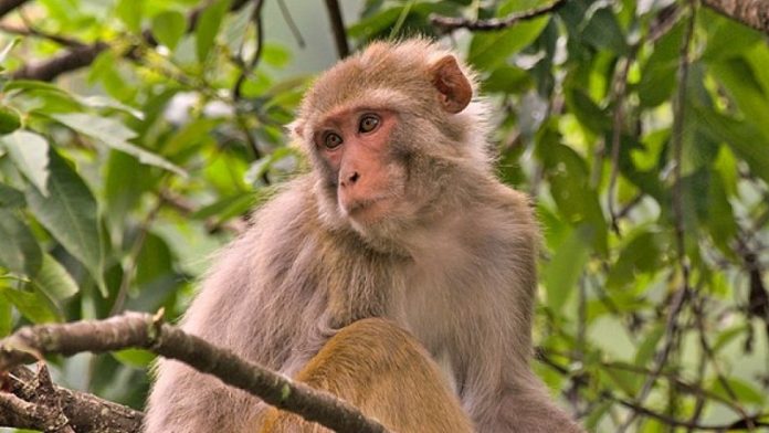Wild animals evolving much faster than previously thought