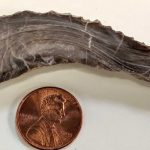 Wyoming had tropically hot temperatures 95 million years ago, shows study