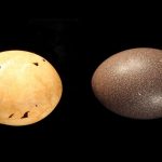‘Demon ducks of doom’ laid huge prehistoric eggs