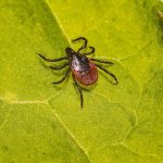 1 in 7 people in the world likely has (had) tick-borne Lyme disease