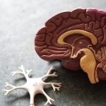 Cholesterol plays a key role in development Alzheimer’s disease