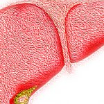 Scientists find a new drug to treat liver disease