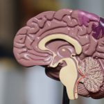 Scientists find the cause of motor neurone diseases