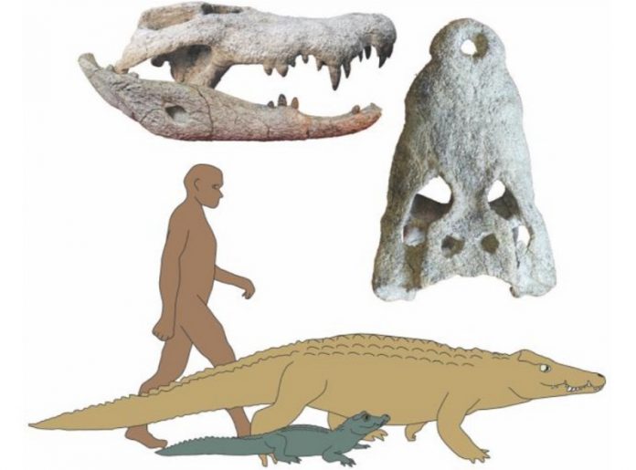 This extinct giant crocodile species likely preyed on human ancestors