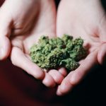 Very high doses of CBD in cannabis don’t affect driving, study finds