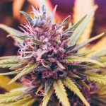 Cannabis may contain heavy metals and harm your health