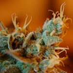 Comfortably numb – why some older people turn to cannabis for pain relief