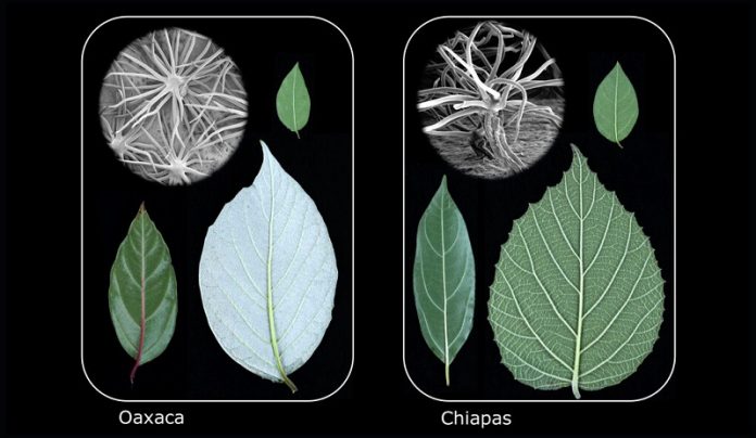 Evolution may be predictable