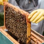 Here’s what you need to know about the Varroa mite