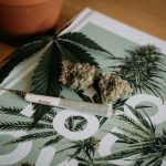 High-strength cannabis may increase risks of addiction, mental health problems