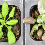 How stressed-out plants produce their own aspirin