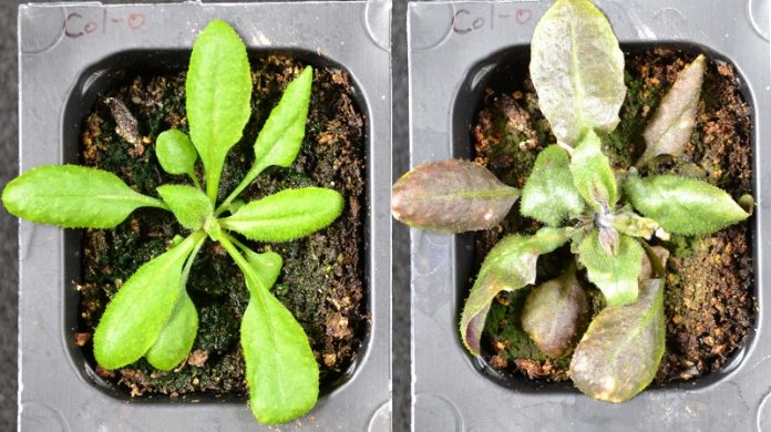 How stressed-out plants produce their own aspirin