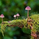 Magic mushroom microdosing could help improve mood, mental health