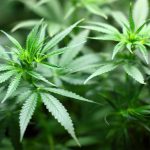 Marijuana may strongly increase death risk in high blood pressure