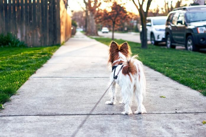 More dogs in the neighborhood often means less crime