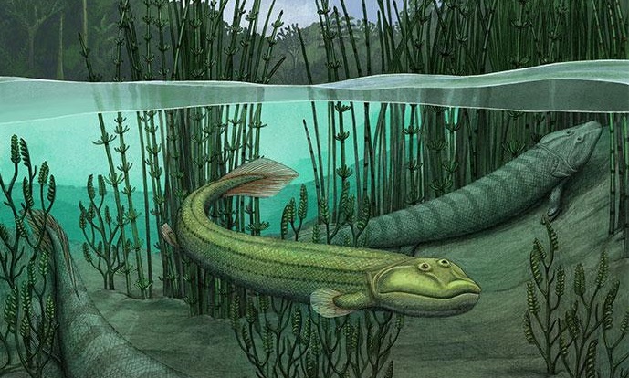 Scientists discover fossil of Tiktaalik’s water-dwelling relative