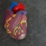 Scientists find how COVID-19 attacks the heart