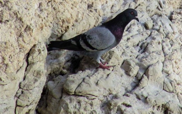 Scientists find rare wild ancestors of feral pigeons on British and Irish islands