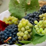 Grapes may help boost gut health, reduce blood cholesterol