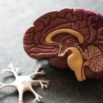 This blood vessel disease in the brain may worsen Alzheimer’s disease