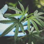 Cannabis can cause long-term cognitive damage