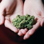 Medical cannabis linked to to higher risk of heart rhythm problems