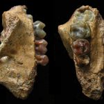 Scientists discover the earliest gibbon fossil in southwest China
